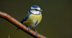 David Bellamy awards